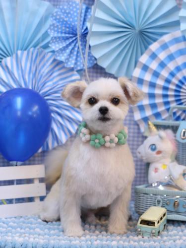 20231123だんごくん